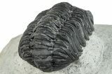 Bargain, Austerops Trilobite - Ofaten, Morocco #287565-4